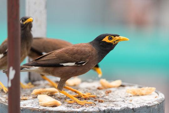 myna-bird-feeding.jpg