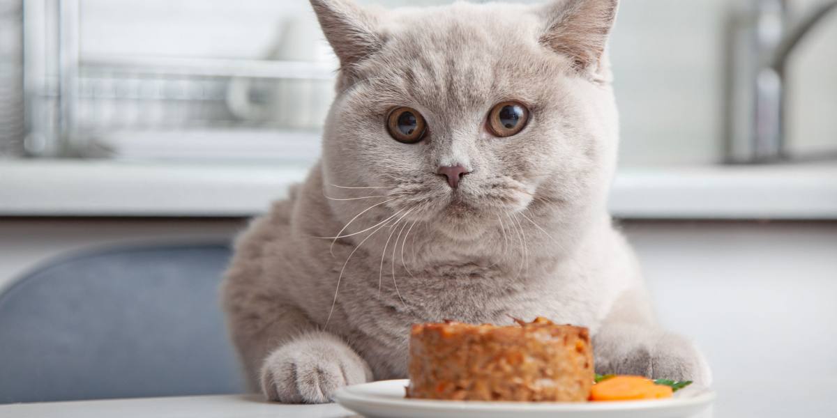 cat-health-care.jpg