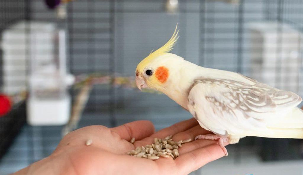 cockatiel_feed-1-1024x591.jpg