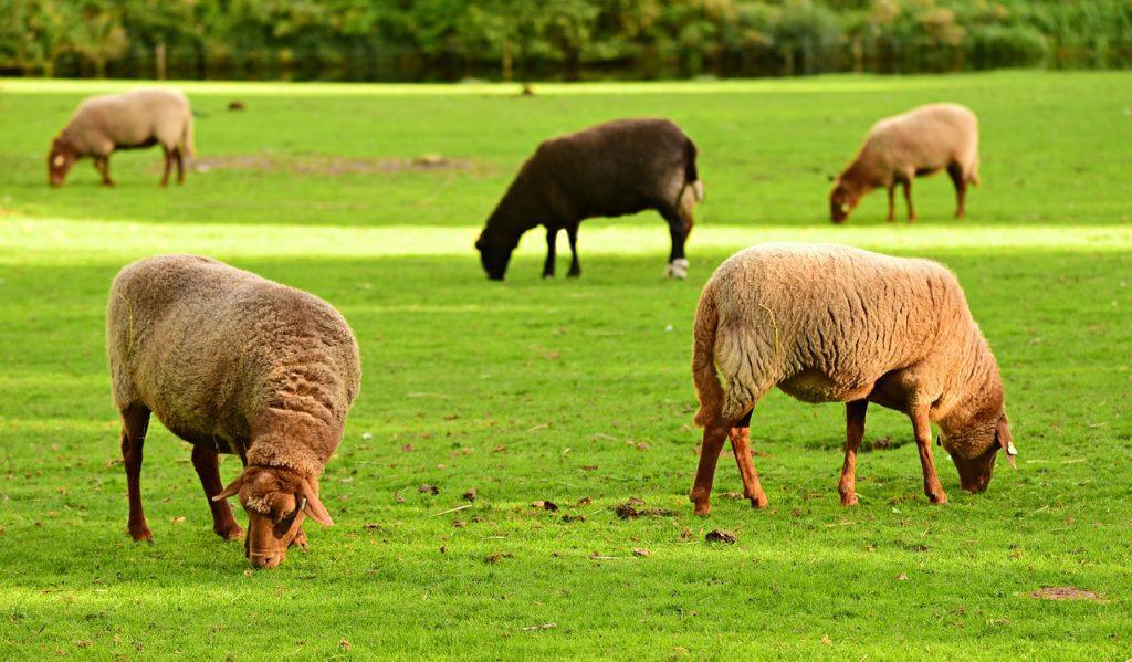 sheep-and-goat-farming.jpg