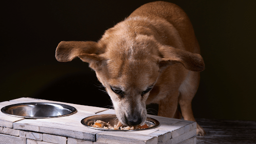 dog-nutrition-guide.jpg