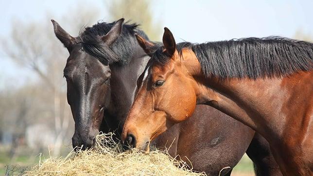horse-nutrition-healthy-diet.jpg