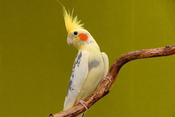 cockatiel_training.jpg