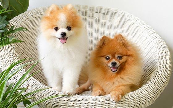 apartment_dog_breed.jpg