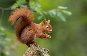 squirrel_intelligence.jpg