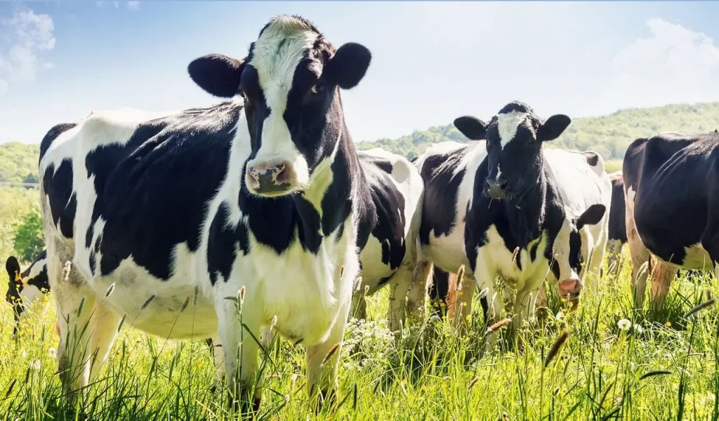 beef_cattle_farming.jpg