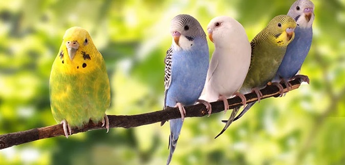 budgie_care_guide.jpg