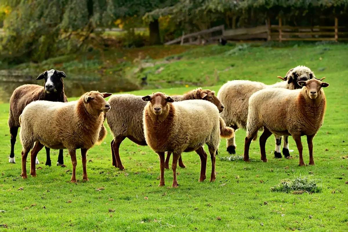 sheep_care_rural.jpg