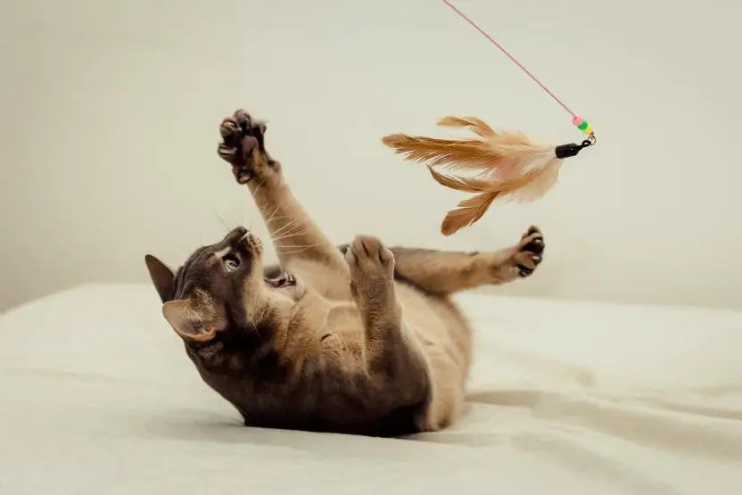 cat_socialization.jpg