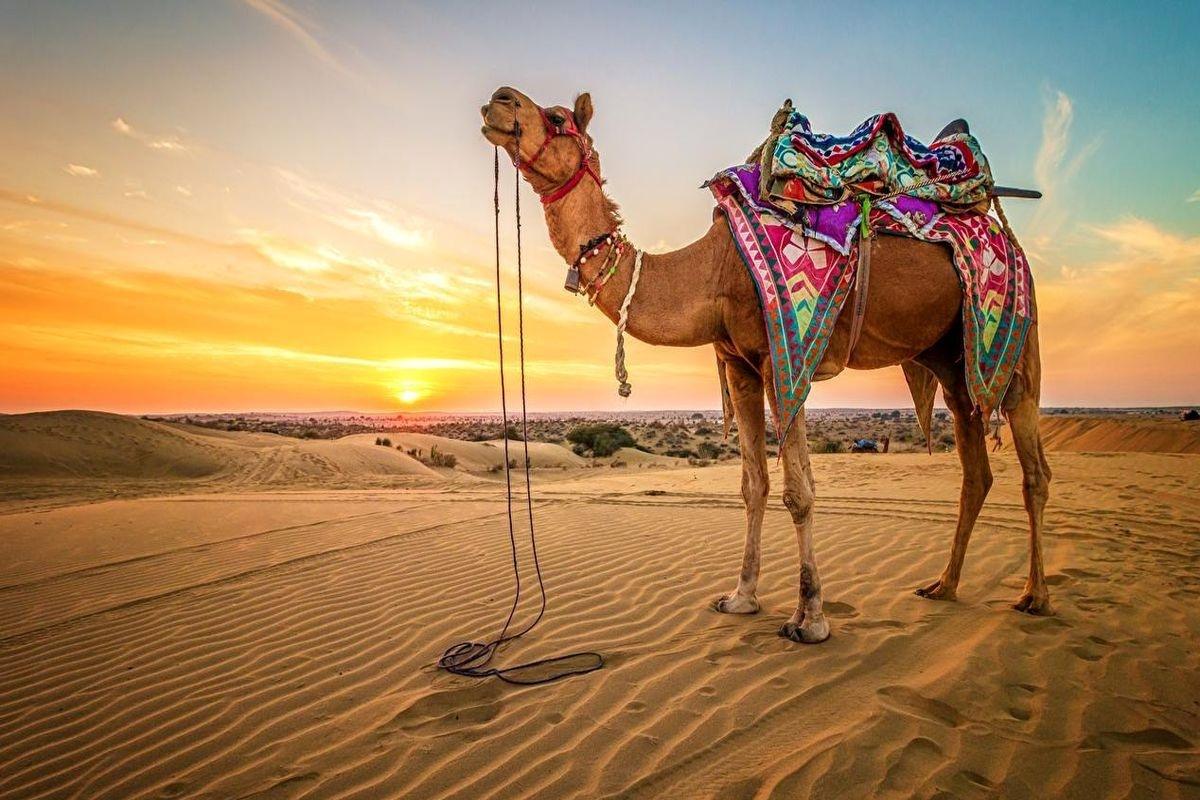 camel_healthcare.jpg