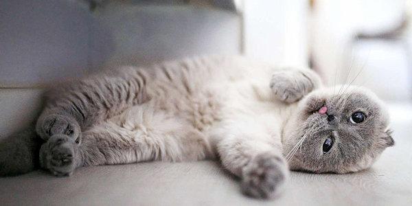 cat_nutrition_health.jpg