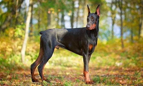 dog_advanced_training.jpg