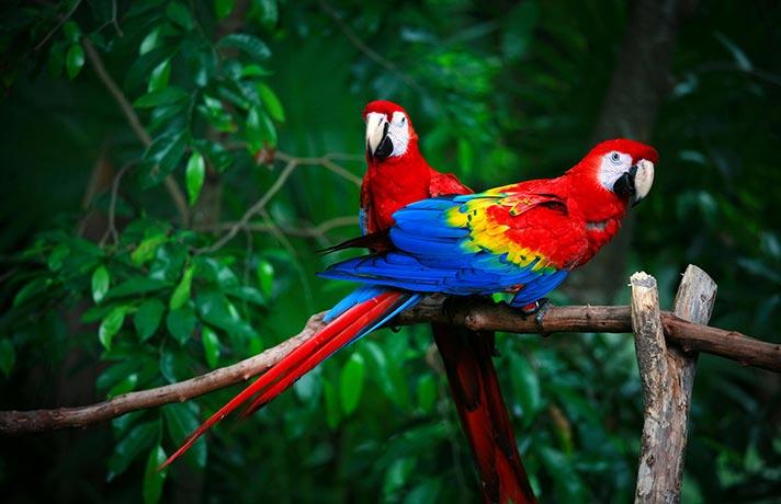 parrot_vocalization_training.jpg